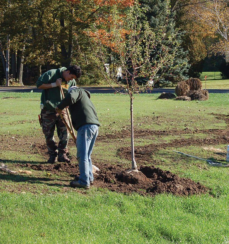 Tree Planting example 4